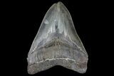 Monster, Fossil Megalodon Tooth - Sharp Serrations #125263-1